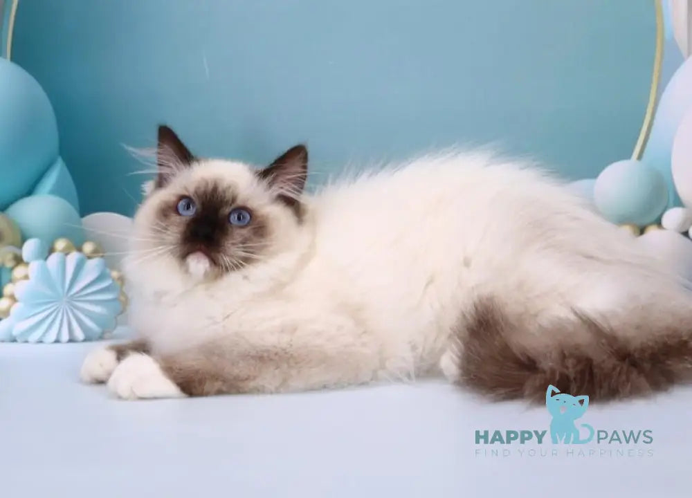 Ignat Ragdoll male black mitted live animals