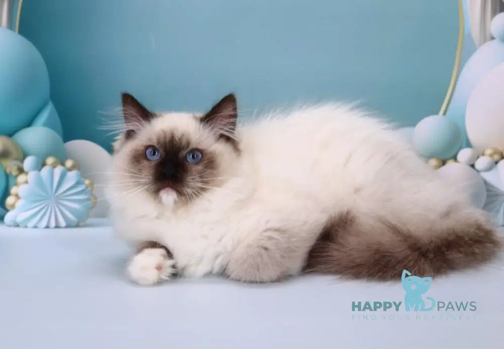 Ignat Ragdoll male black mitted live animals