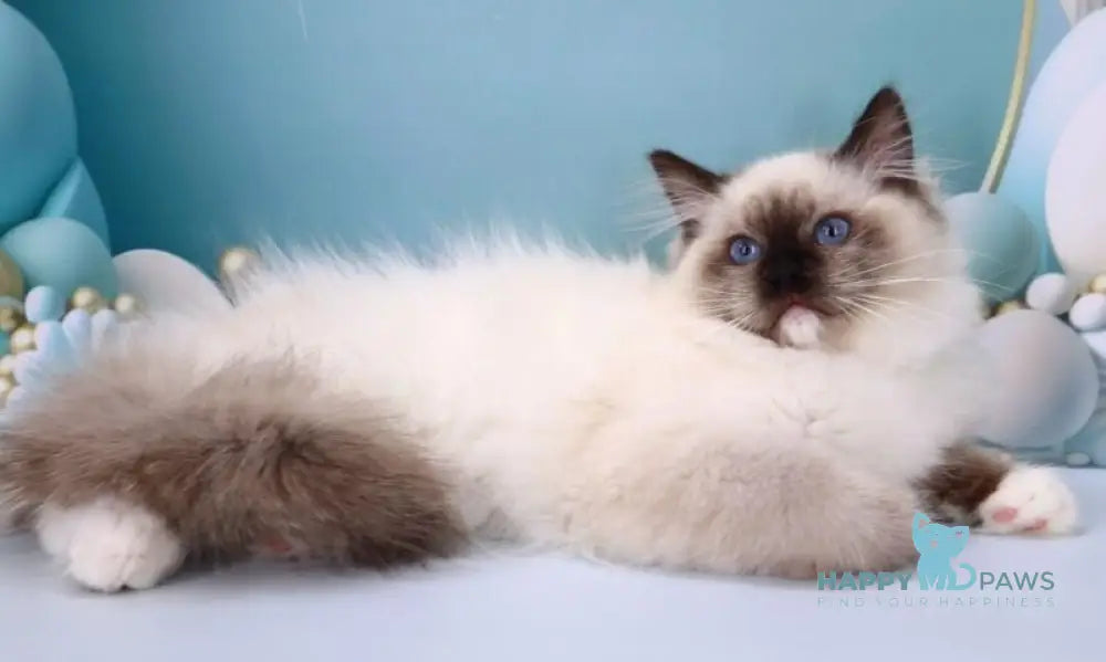 Ignat Ragdoll male black mitted live animals