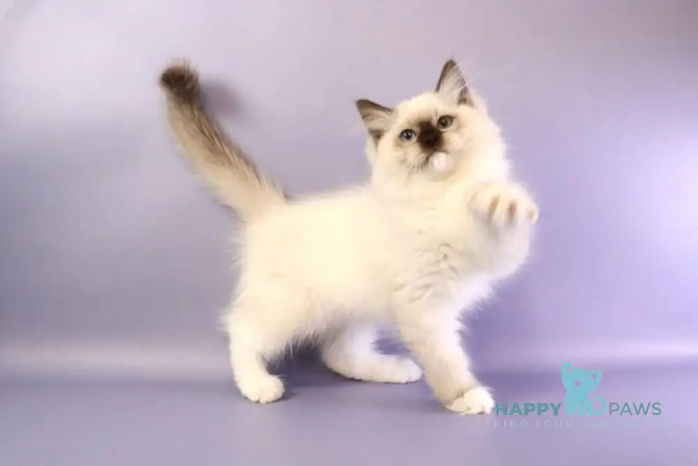 Ignat Ragdoll male black mitted live animals
