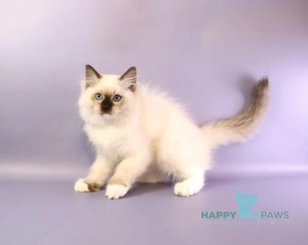 Ignat Ragdoll male black mitted live animals