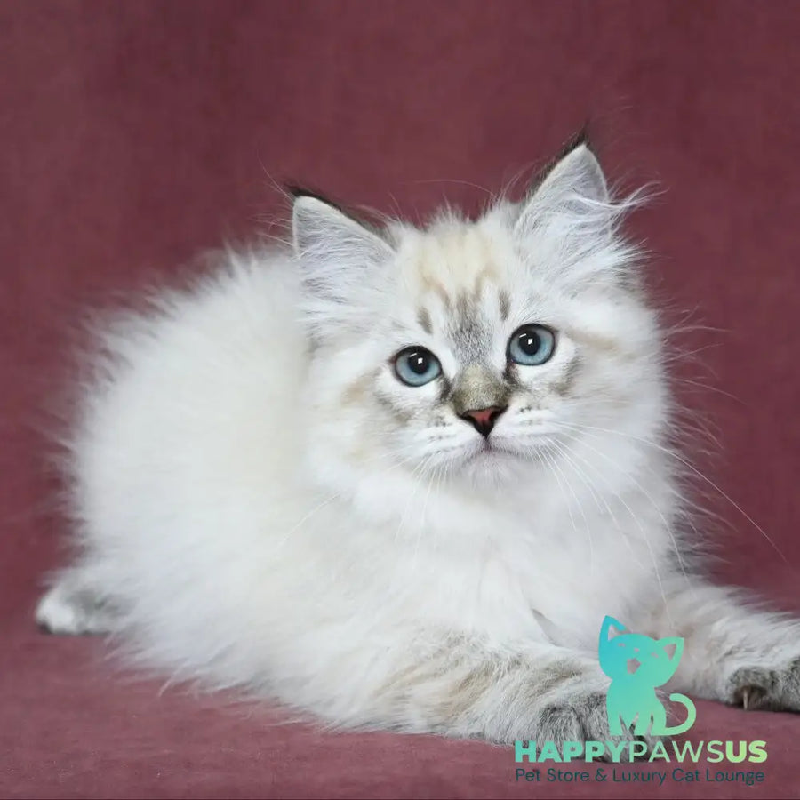 Ignat Siberian male black tabby pointed - live animals
