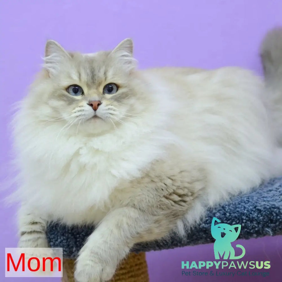 Ignat Siberian male black tabby pointed - live animals