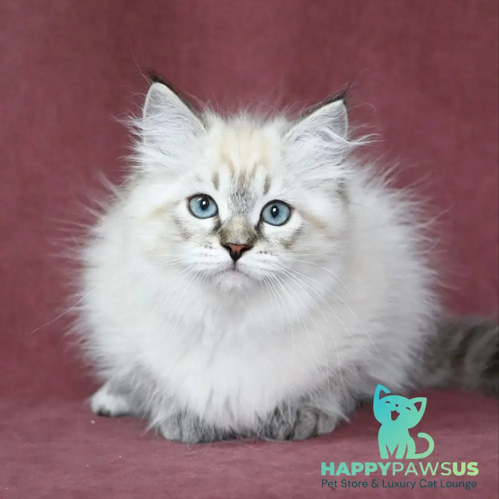 Ignat Siberian male black tabby pointed - live animals