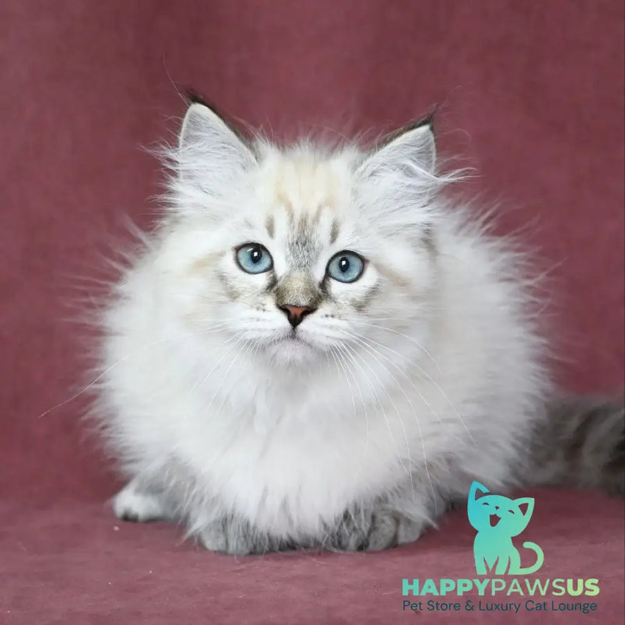 Ignat Siberian male black tabby pointed - live animals
