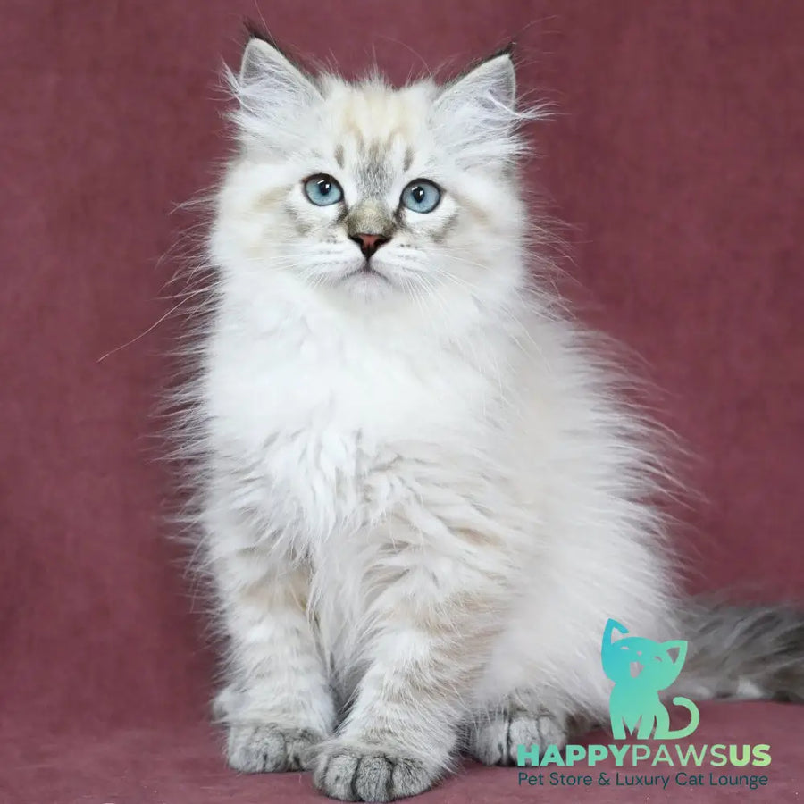 Ignat Siberian male black tabby pointed - live animals