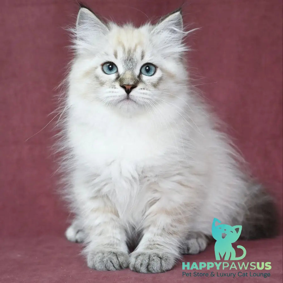 Ignat Siberian male black tabby pointed - live animals