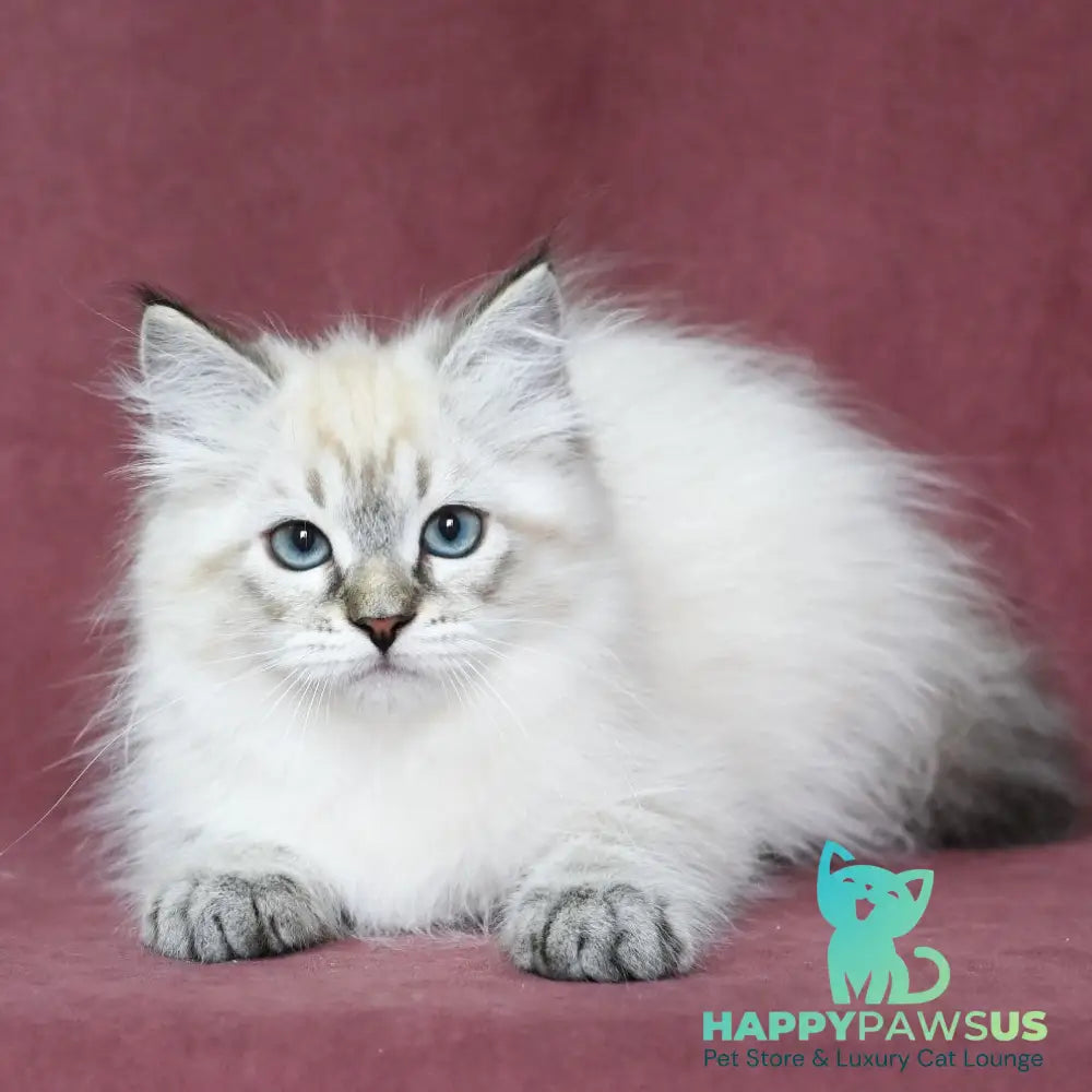 Ignat Siberian male black tabby pointed - live animals