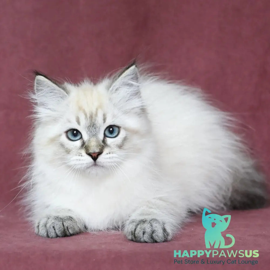 Ignat Siberian male black tabby pointed - live animals
