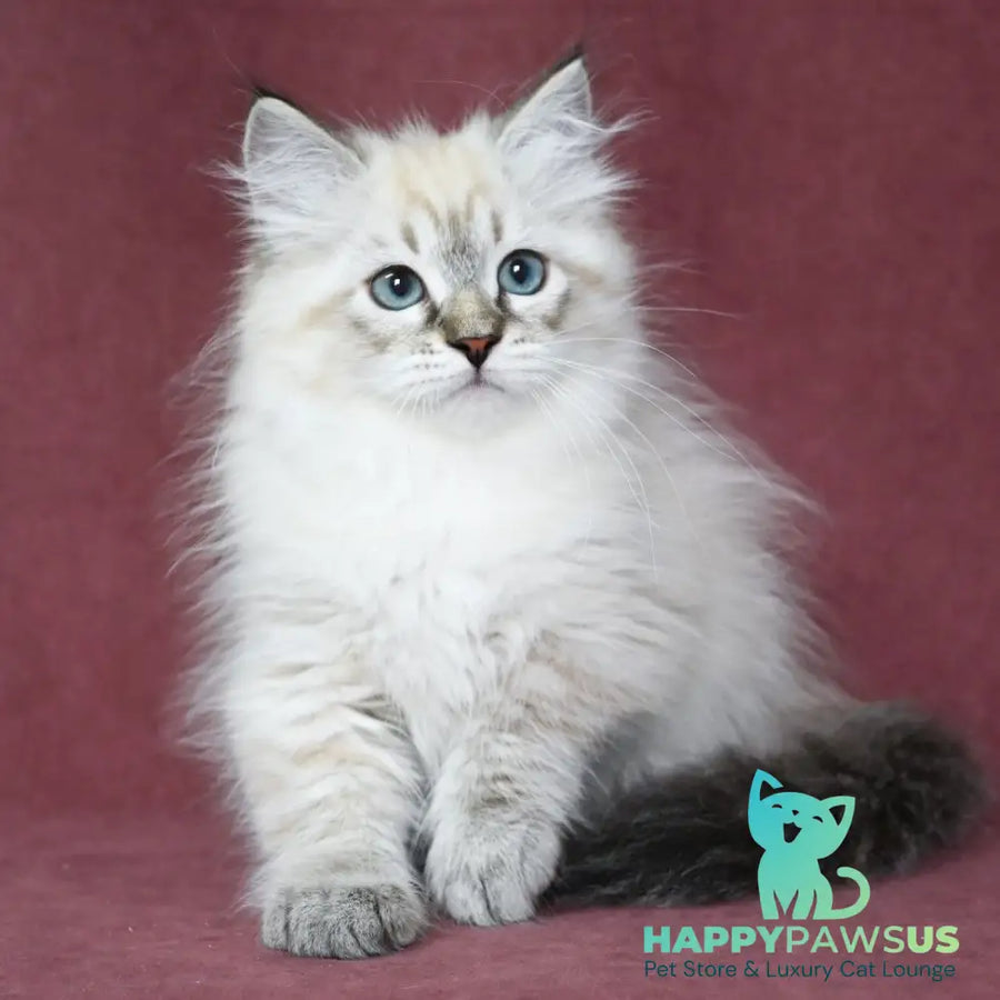 Ignat Siberian male black tabby pointed - live animals