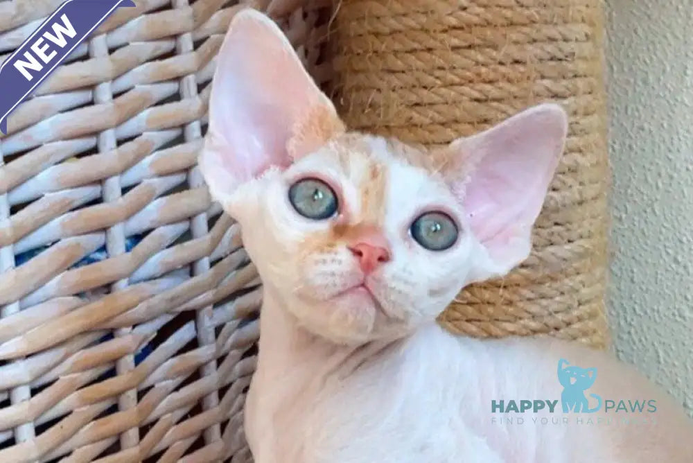 Ignis Rey Devon Rex male red van spotted tabby live animals