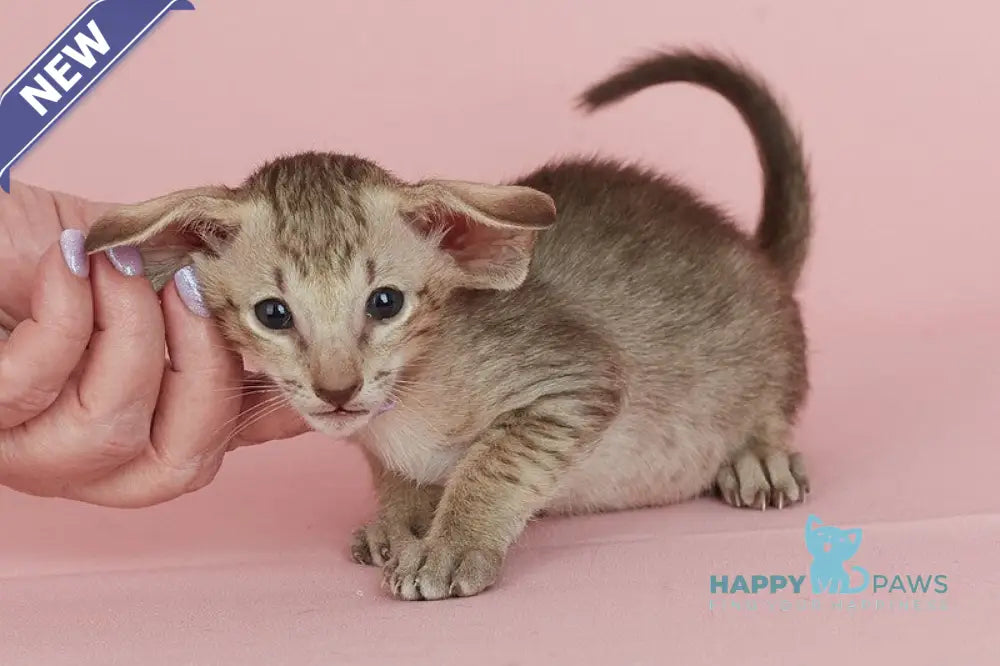 Igor Oriental Shorthair male chocolate spotted tabby live animals