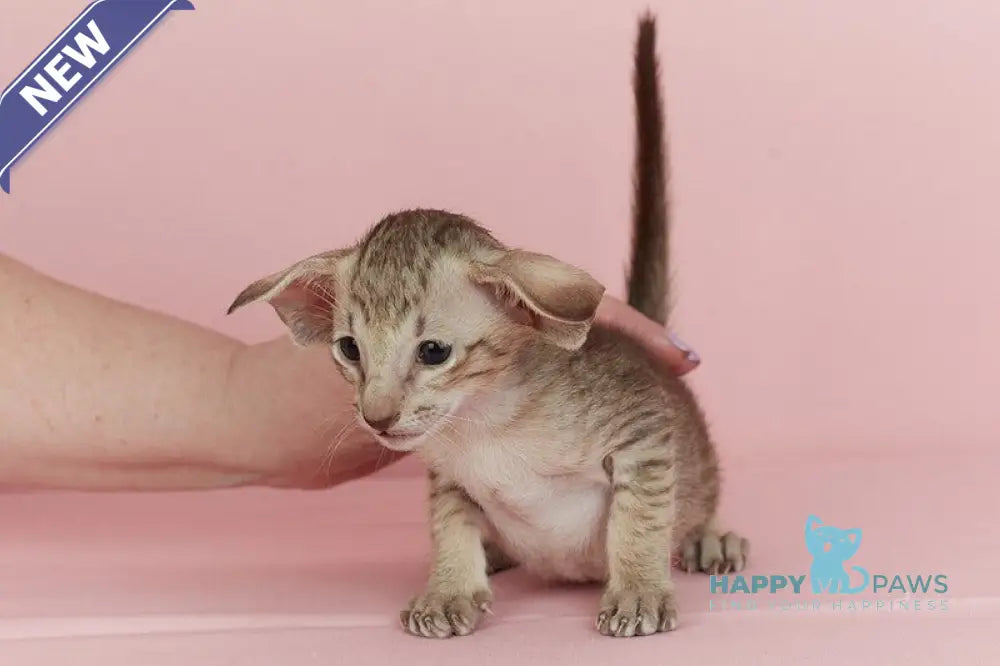 Igor Oriental Shorthair male chocolate spotted tabby live animals