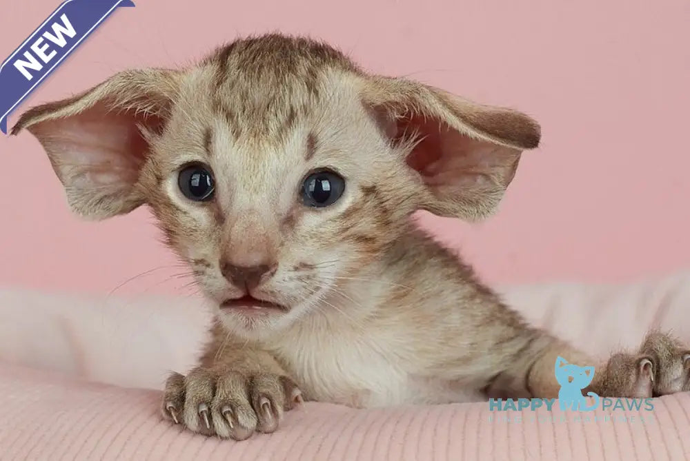 Igor Oriental Shorthair male chocolate spotted tabby live animals