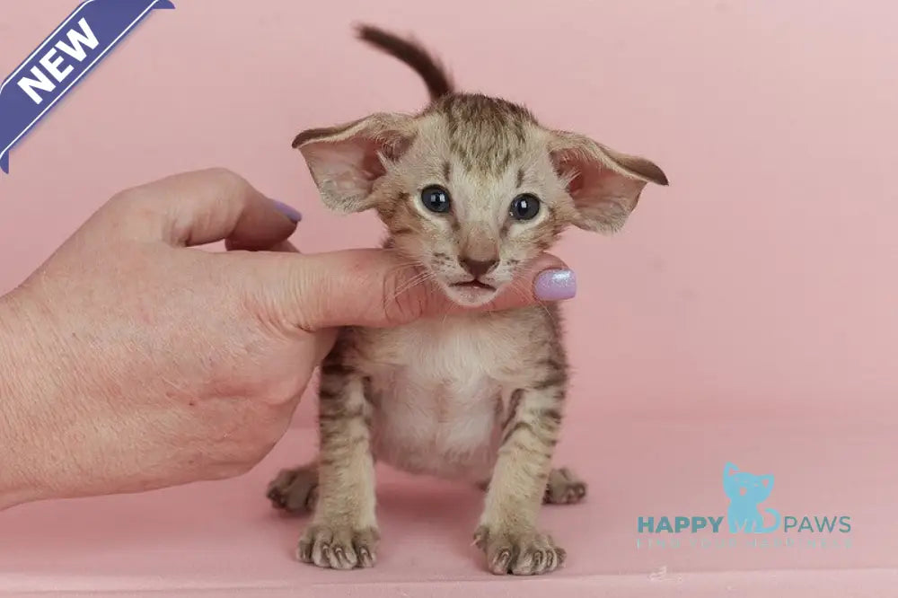 Igor Oriental Shorthair male chocolate spotted tabby live animals