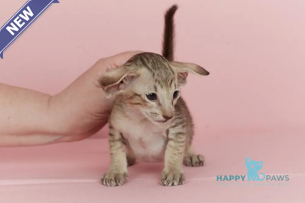 Igor Oriental Shorthair male chocolate spotted tabby live animals