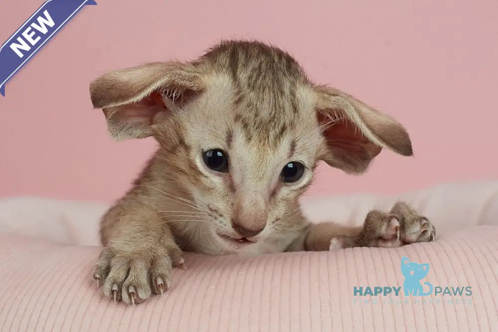 Igor Oriental Shorthair male chocolate spotted tabby live animals