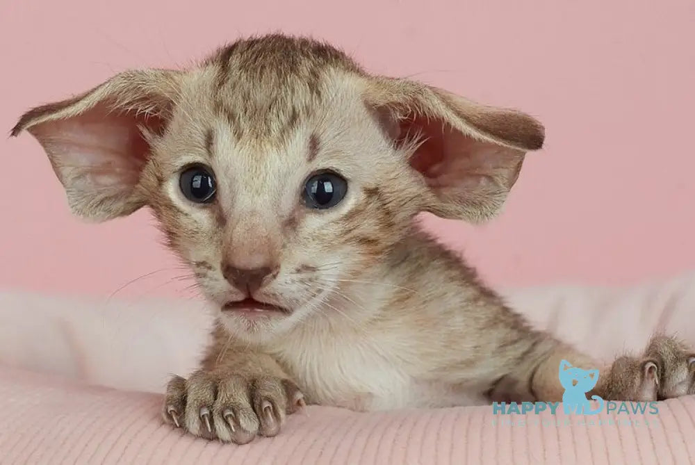 Igor Oriental Shorthair male chocolate spotted tabby live animals