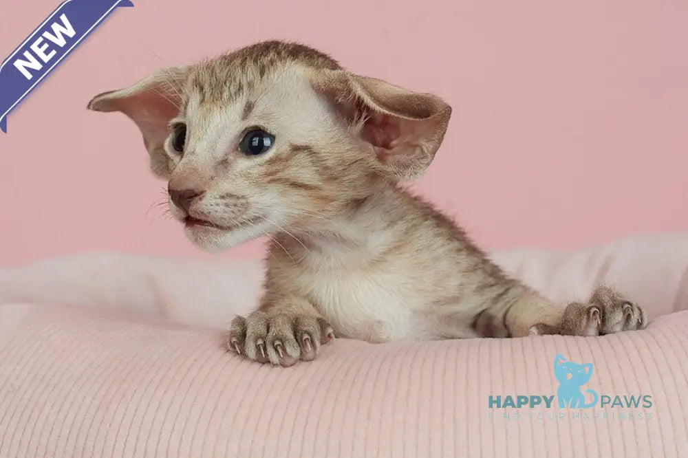 Igor Oriental Shorthair male chocolate spotted tabby live animals