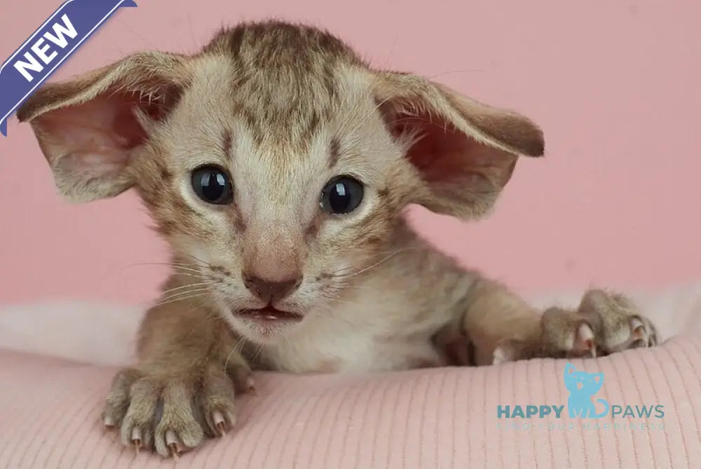 Igor Oriental Shorthair male chocolate spotted tabby live animals