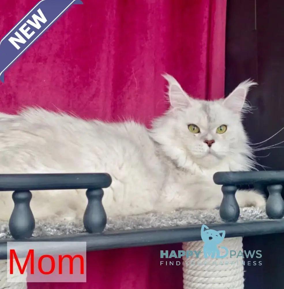 Igorr Maine Coon male black silver tabby live animals