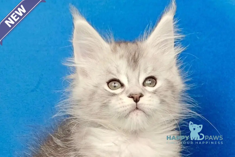 Igorr Maine Coon male black silver tabby live animals