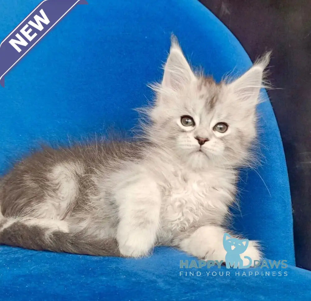 Igorr Maine Coon male black silver tabby live animals