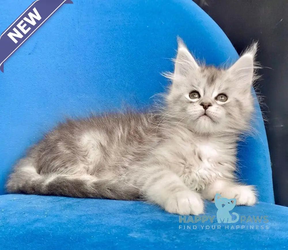 Igorr Maine Coon male black silver tabby live animals