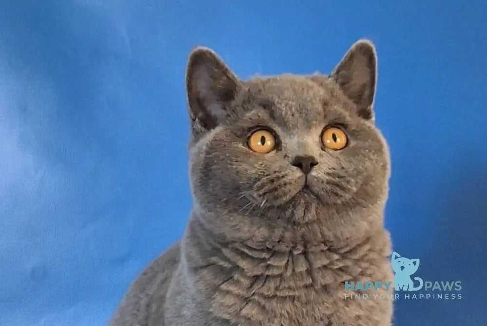 Igrik British Shorthair male blue live animals