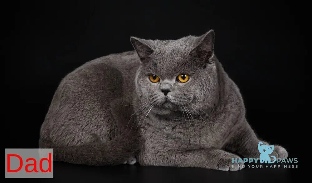 Igrik British Shorthair male blue live animals