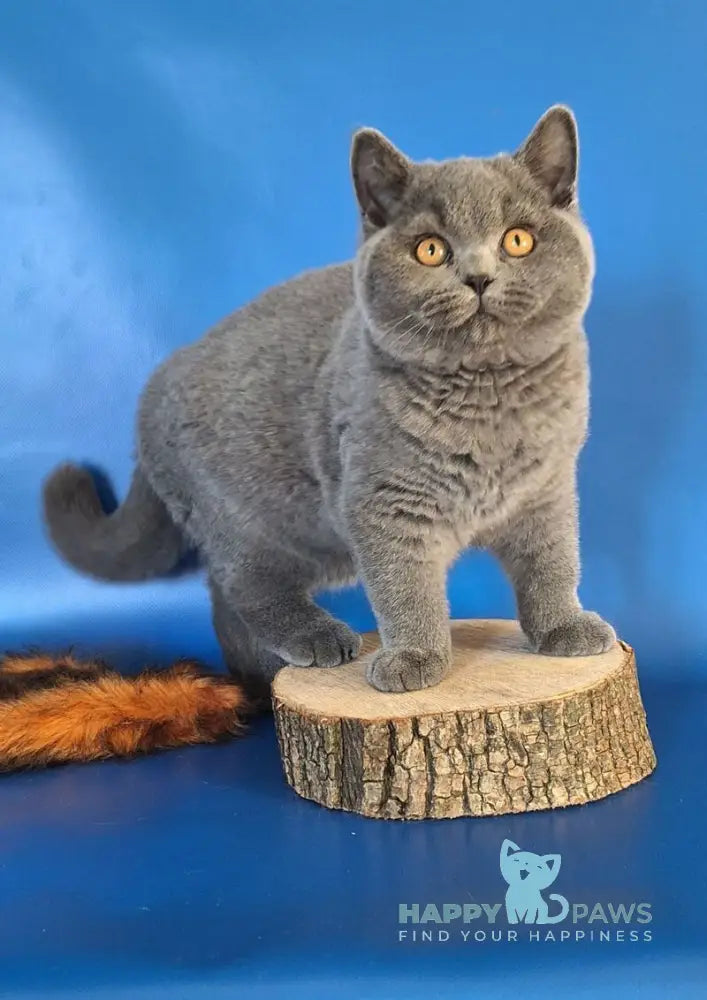 Igrik British Shorthair male blue live animals