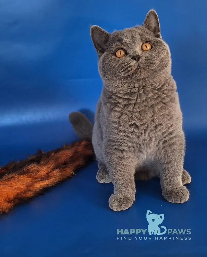 Igrik British Shorthair male blue live animals