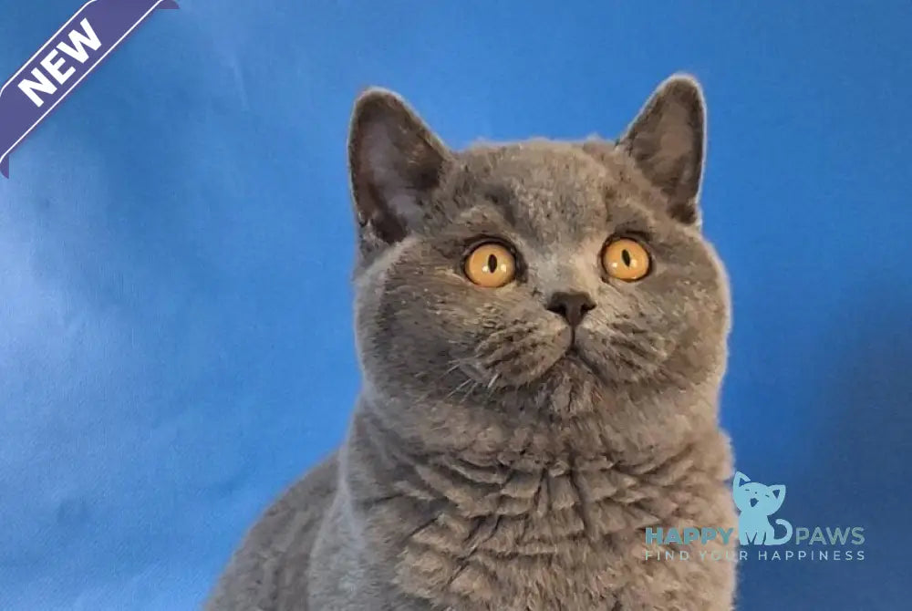 Igrik British Shorthair male blue live animals