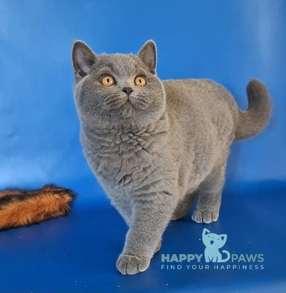 Igrik British Shorthair male blue live animals