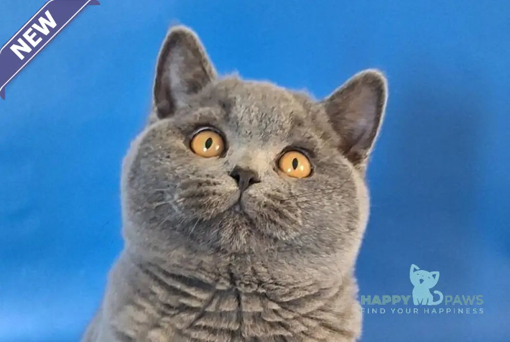 Igrik British Shorthair male blue live animals