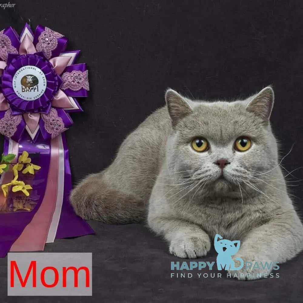 Igrik British Shorthair male blue live animals
