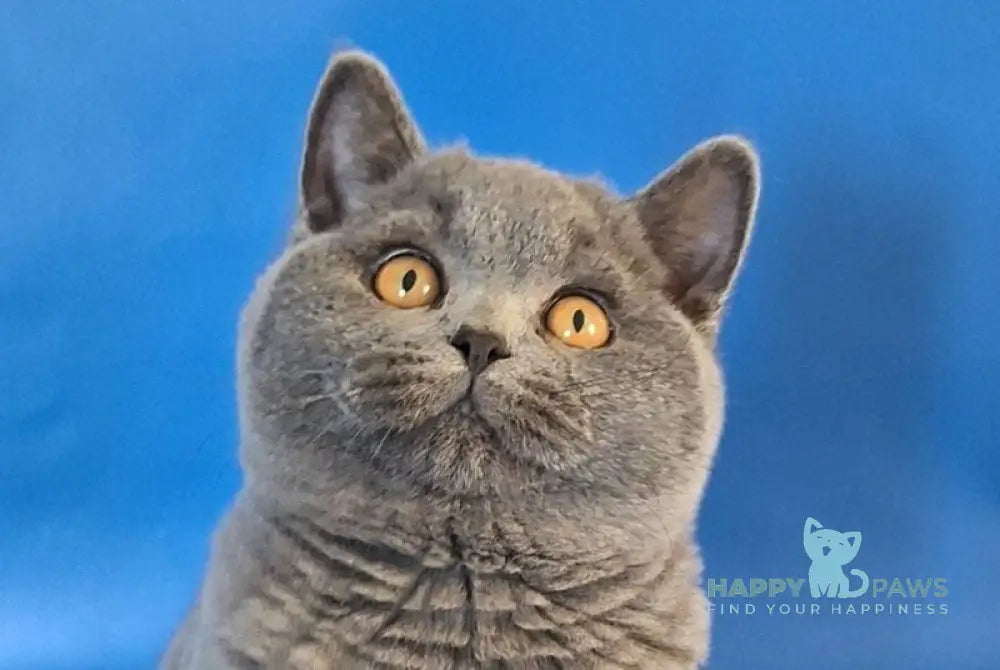 Igrik British Shorthair male blue live animals