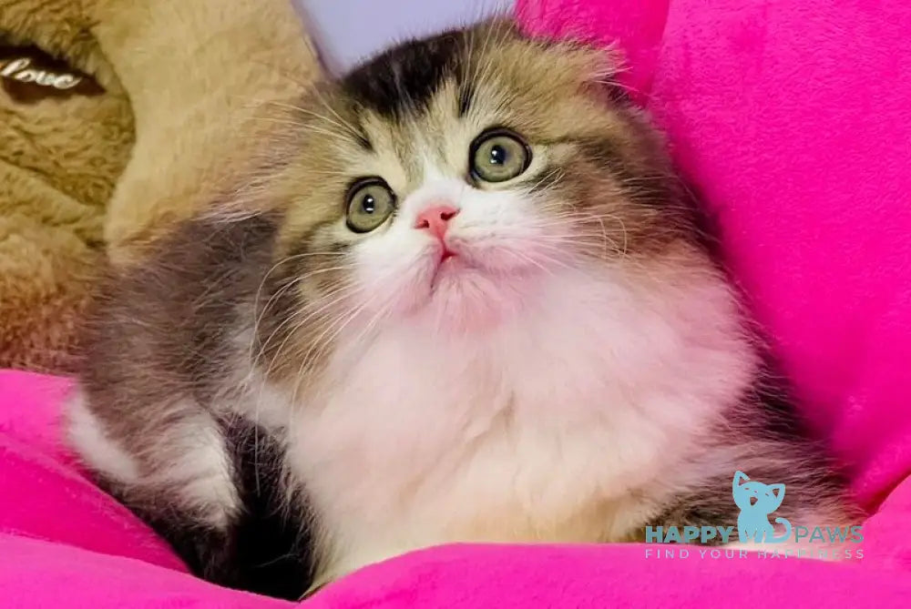 Ihor Scottish Fold male black ticked tabby bicolour live animals