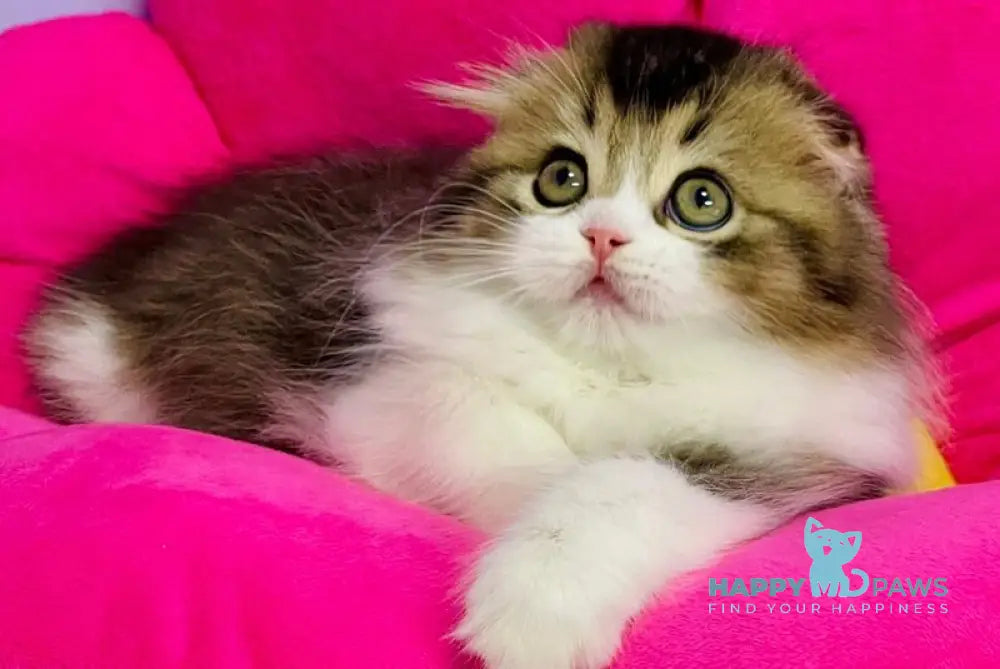 Ihor Scottish Fold male black ticked tabby bicolour live animals