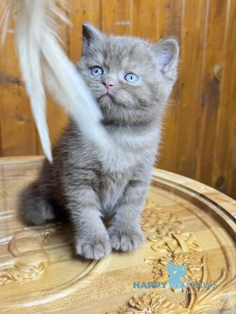 Ikar British Shorthair male cinnamon live animals