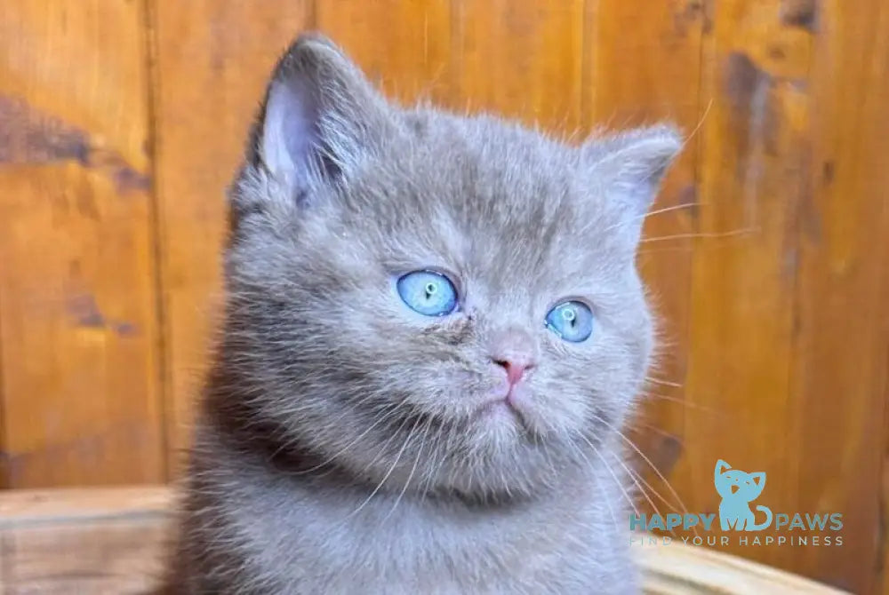 Ikar British Shorthair male cinnamon live animals