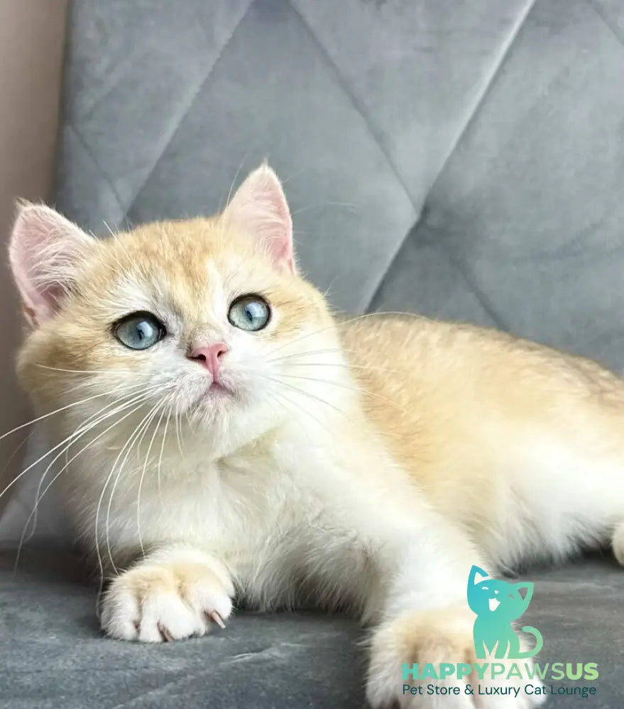 Ike British Shorthair male black golden chinchilla - live animals