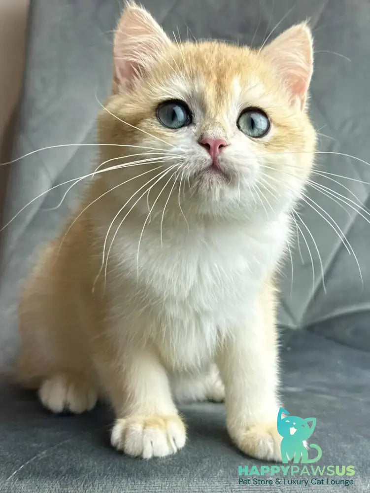 Ike British Shorthair male black golden chinchilla - live animals