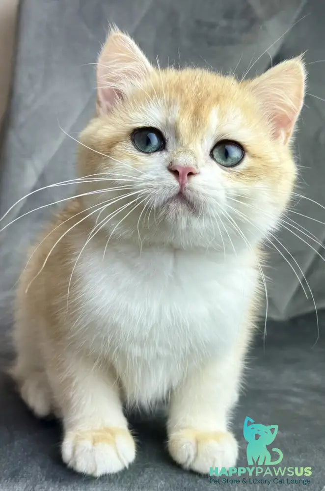 Ike British Shorthair male black golden chinchilla - live animals
