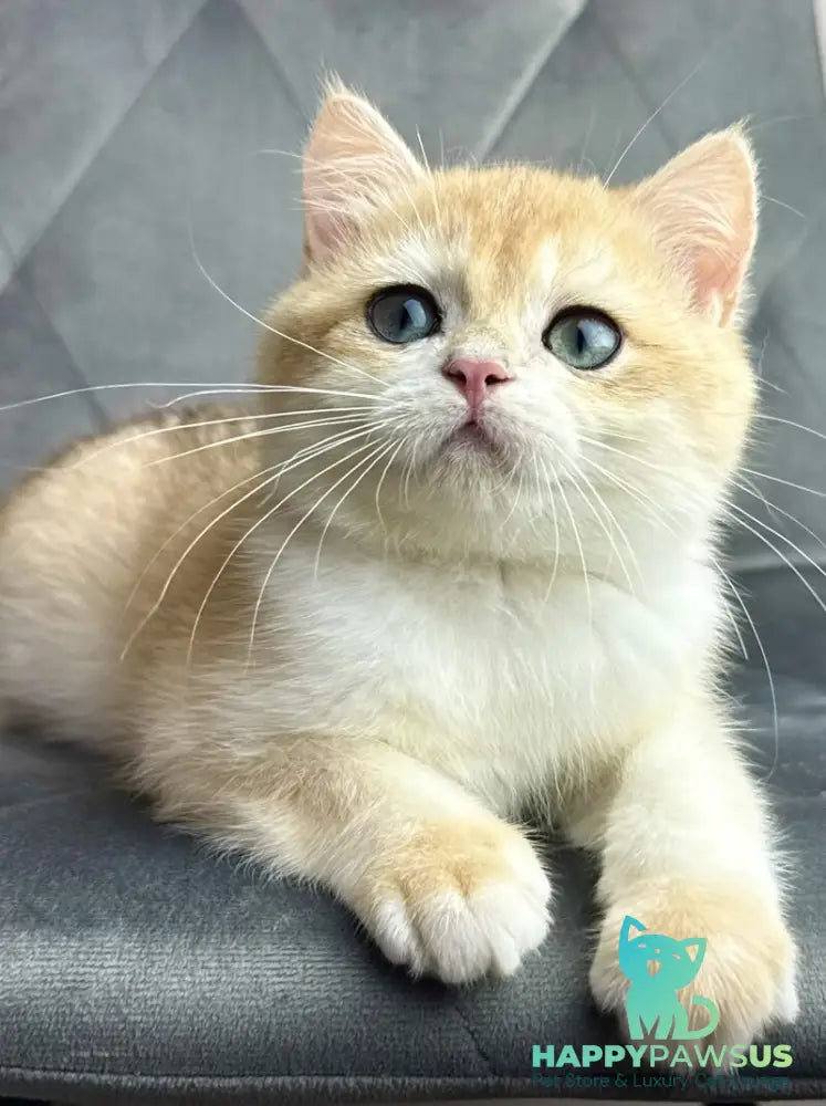 Ike British Shorthair male black golden chinchilla - live animals