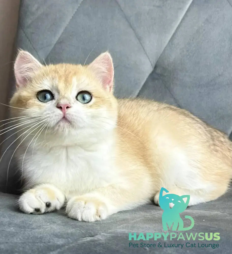 Ike British Shorthair male black golden chinchilla - live animals