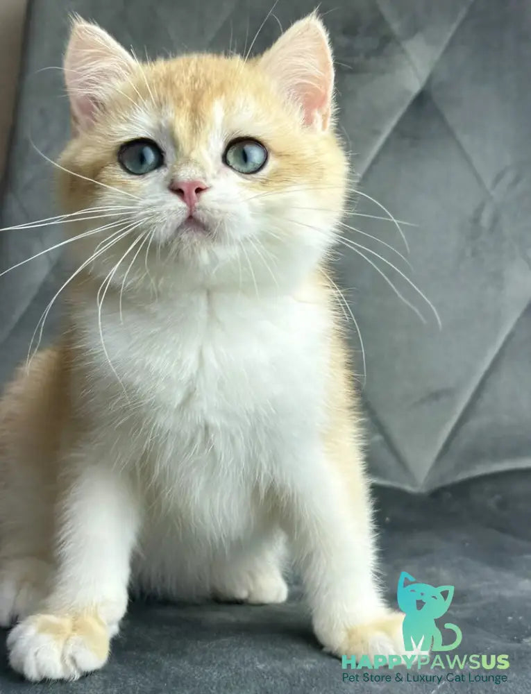 Ike British Shorthair male black golden chinchilla - live animals
