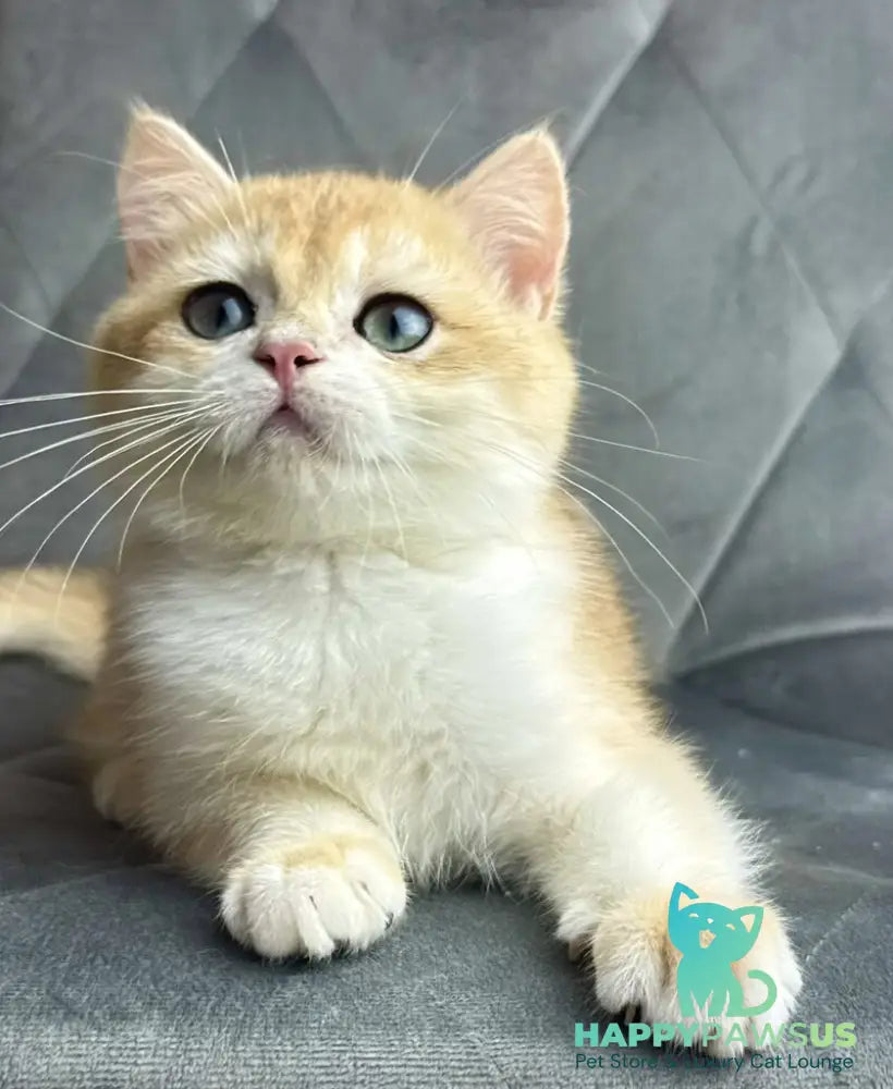 Ike British Shorthair male black golden chinchilla - live animals