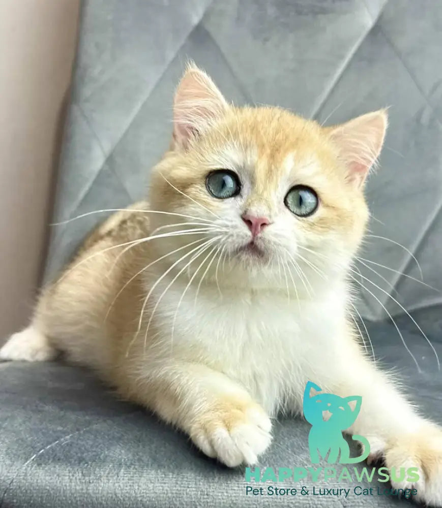 Ike British Shorthair male black golden chinchilla - live animals