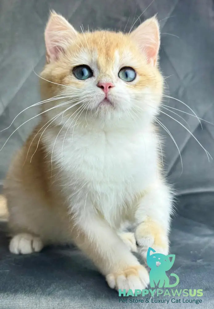 Ike British Shorthair male black golden chinchilla - live animals